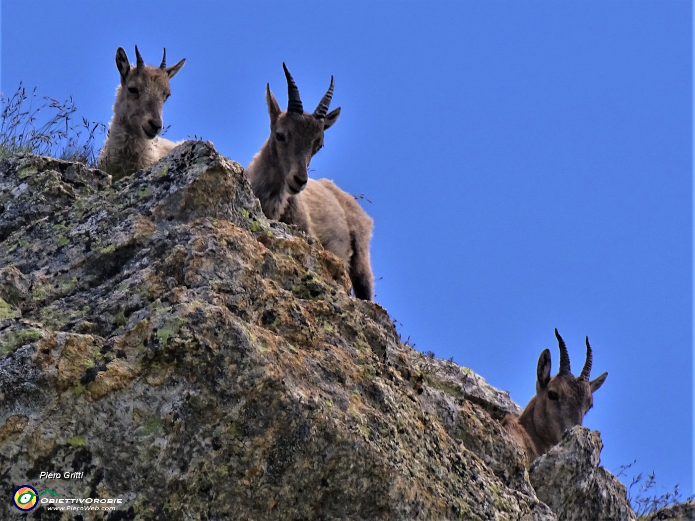 38 In alto su roccioni stambecchi curiosi ci osservano.JPG